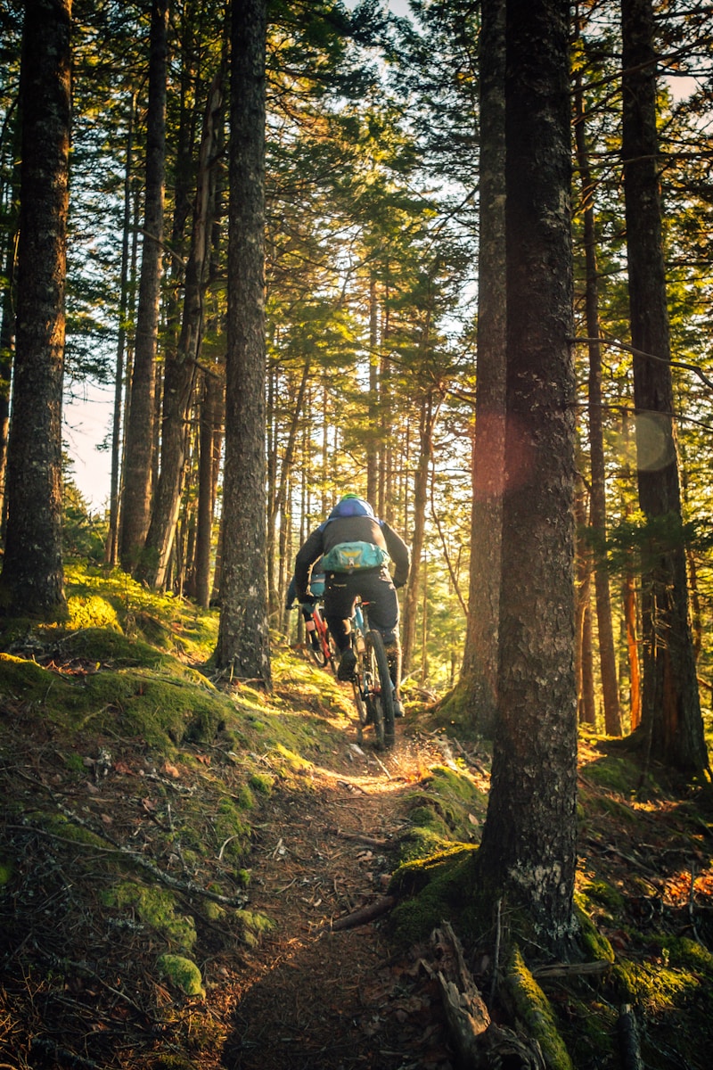 Mountain biker riding through a sunlit evergreen forest trail